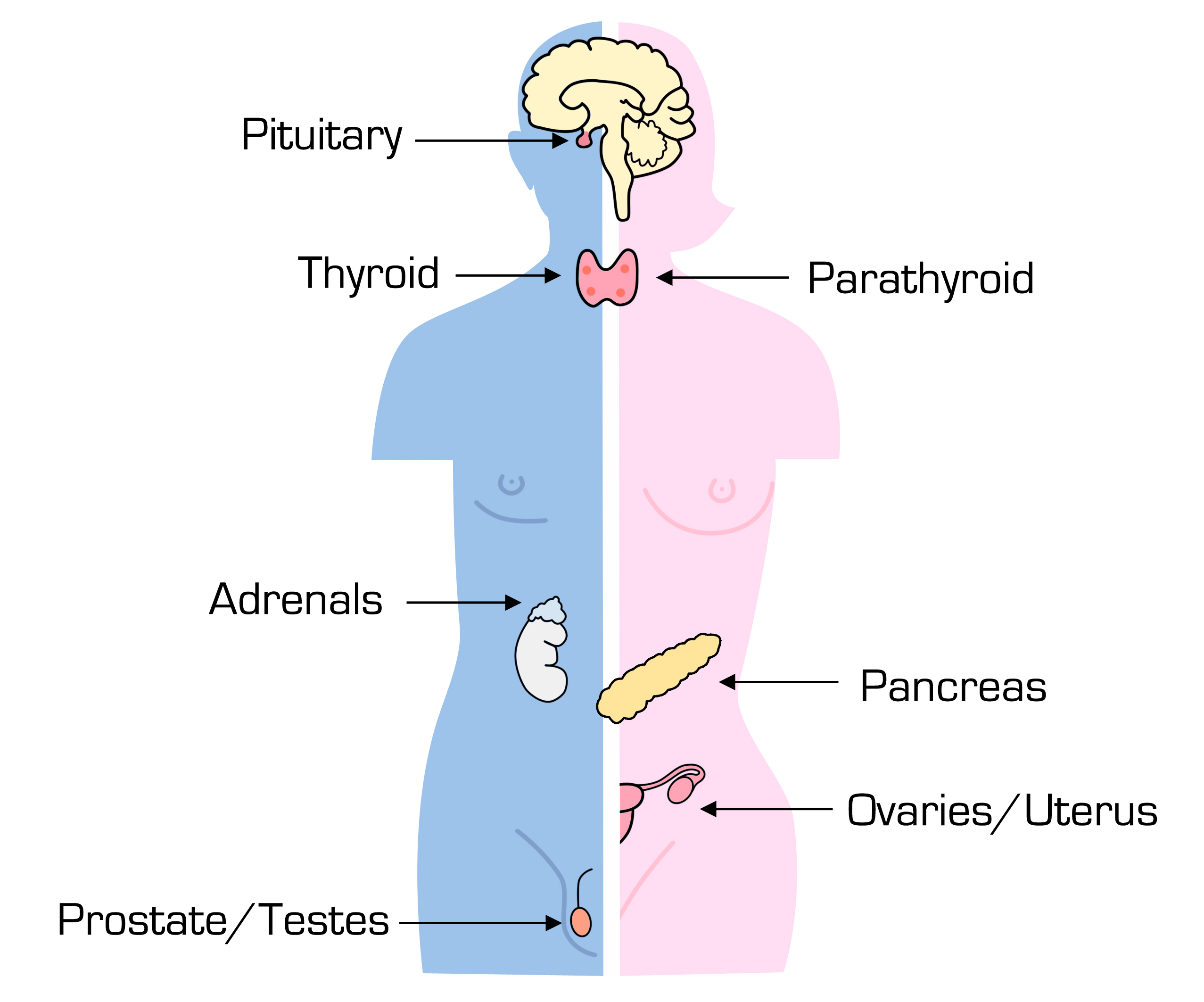 human endocrine system